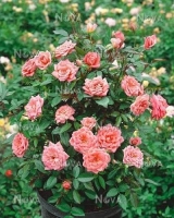 Анжела Риппон 