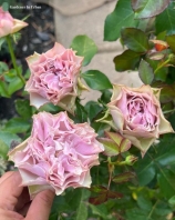 Бурбон стрит