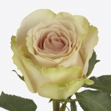 Помпеи Нидерланды 