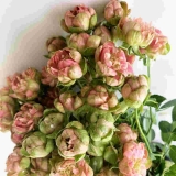 Вайлд Редиш