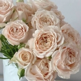 Сахара Сенсейшн