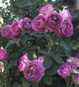 Лавендер Краш