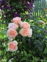 Sweet Juliet (AUSleap) свИт джульЕт Sweet Juliet (AUSleap) свИт джульЕт