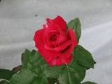 Paris-Match (Richotale), C. Richardier (France, 2004), Hybrid Tea