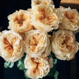 Wedding X-pression