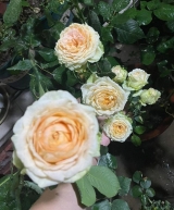 Ivory Yves Piaget