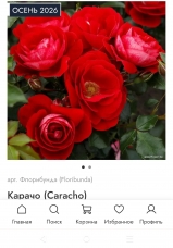 Caracho