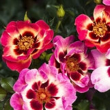 Blushing Babylon Eyes 