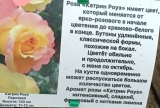 Катрин Роуз