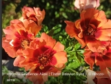 Flame Babylon Eyes (Флейм Бэбилон Айз)