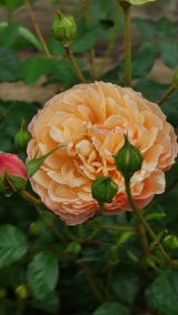 Rose Jordi Roca / Роза Жорди Рока