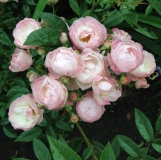 Pink Morsdag