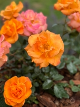 Precious Amber (NOA77800)