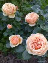 CONTINUED FRIENDSHIP