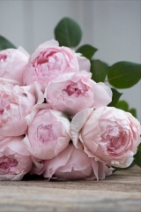 Peony Pink