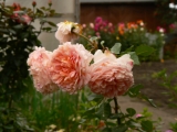 Abraham Darby Abraham Darby