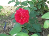 Duftzauber 84 Duftzauber 84