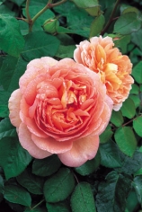 Abraham Darby Abraham Darby
