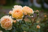 Crown Princess Margaretha Crown Princess Margaretha