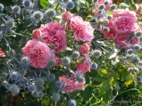 Rosarium Uetersen Rosarium Uetersen