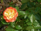 Fragrant Delight Fragrant Delight
