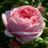 Voyage® (Rosen Tantau 2013)