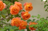 lady emma hamilton