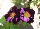 Roseraie de Commer 