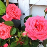 America Climbing rose