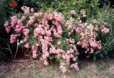 Fairy Rose