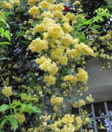 Lady Banks Yellow Rose