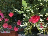 Rosarium Utersen Rosarium Utersen