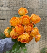 Honey Caramel