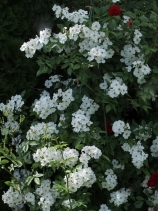 Nelie Jacquemart-Andre