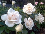 Lions-Rose