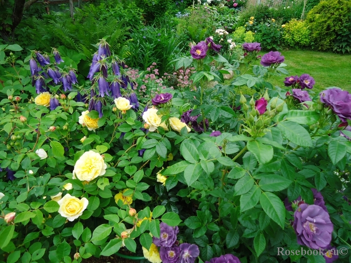 Новый год! Неужели скоро лето ? Красная Панда Дзен