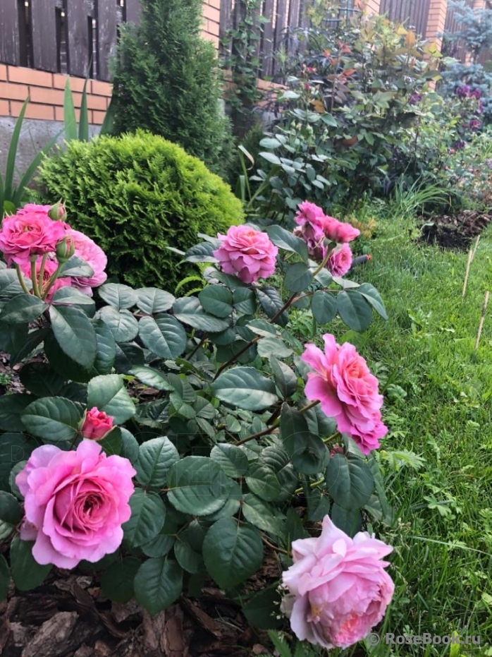 Роза Айсфогель Фото И Описание Отзывы