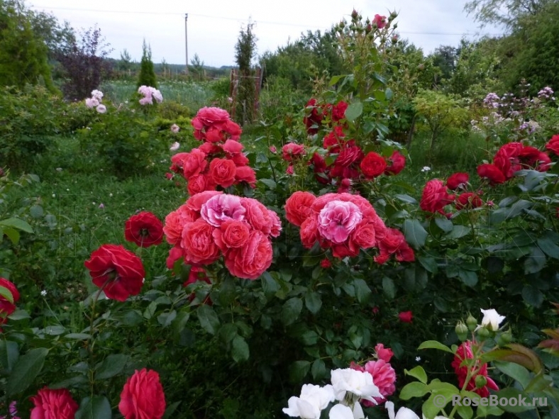 Розы Для Подмосковья Фото Сорта Зимостойкие