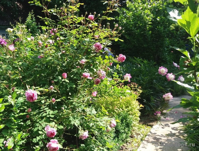 Романтичный сад в розовых тонах: создаем уютный уголок любви и красоты