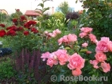 rosemarin