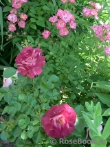 Dafna_67 Dafna_67