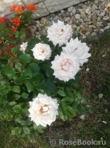 blossomday