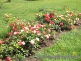 juberry45 juberry45