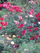 udmgarden udmgarden