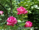 denisa63 denisa63