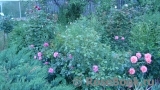 wildrosa wildrosa