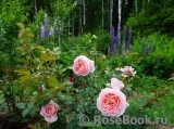 cat-in-rose cat-in-rose