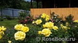 Rostic Rostic