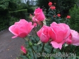 Rozen