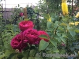 svetlana68